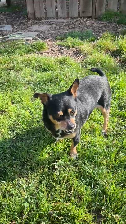 Enlarge Porkchop, a ADOPTABLE mixed breed in Santa Rosa, CA video 3/3