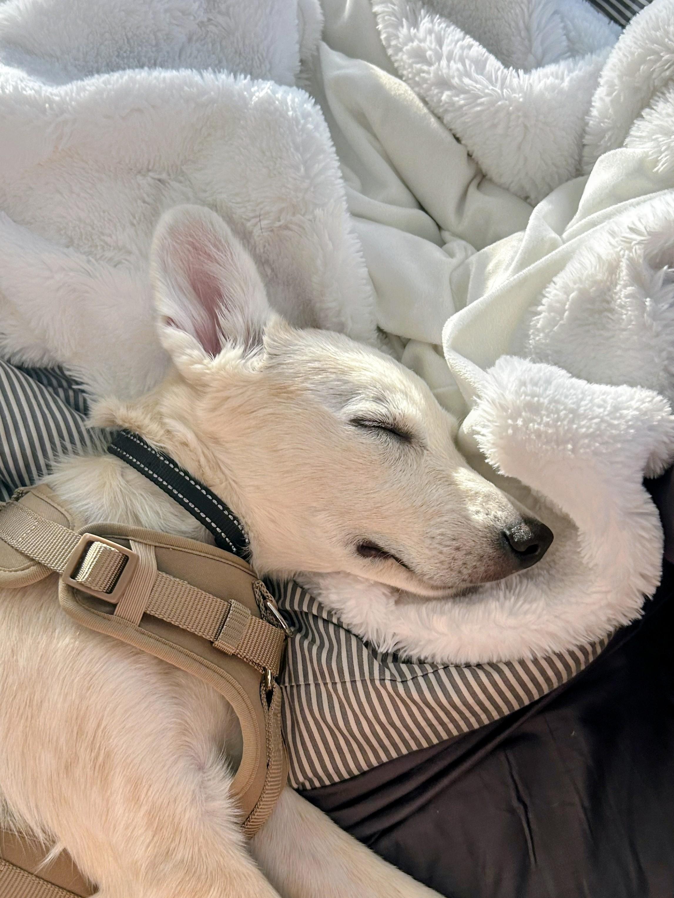 Enlarge Abby - Fostered in CT, a Adoptable mixed breed in Willington, CT image 5/5