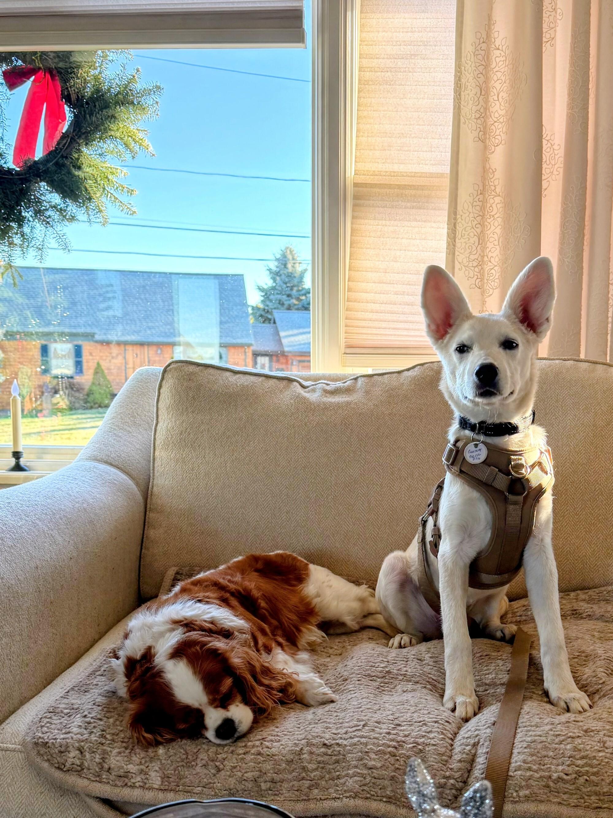 Abby - Fostered in CT, a Adoptable mixed breed in Willington, CT image 5/6