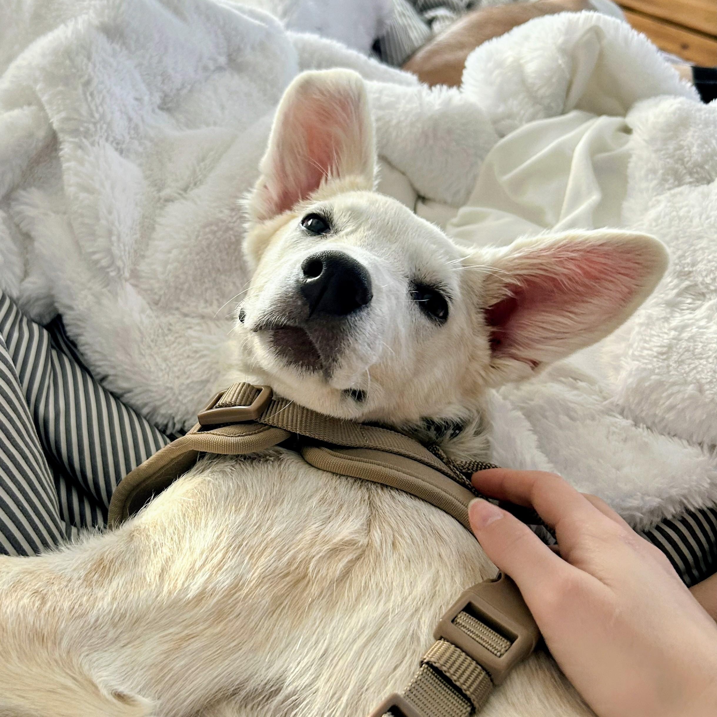 Abby - Fostered in CT, Adoptable, Puppy Female Yellow Labrador Retriever.