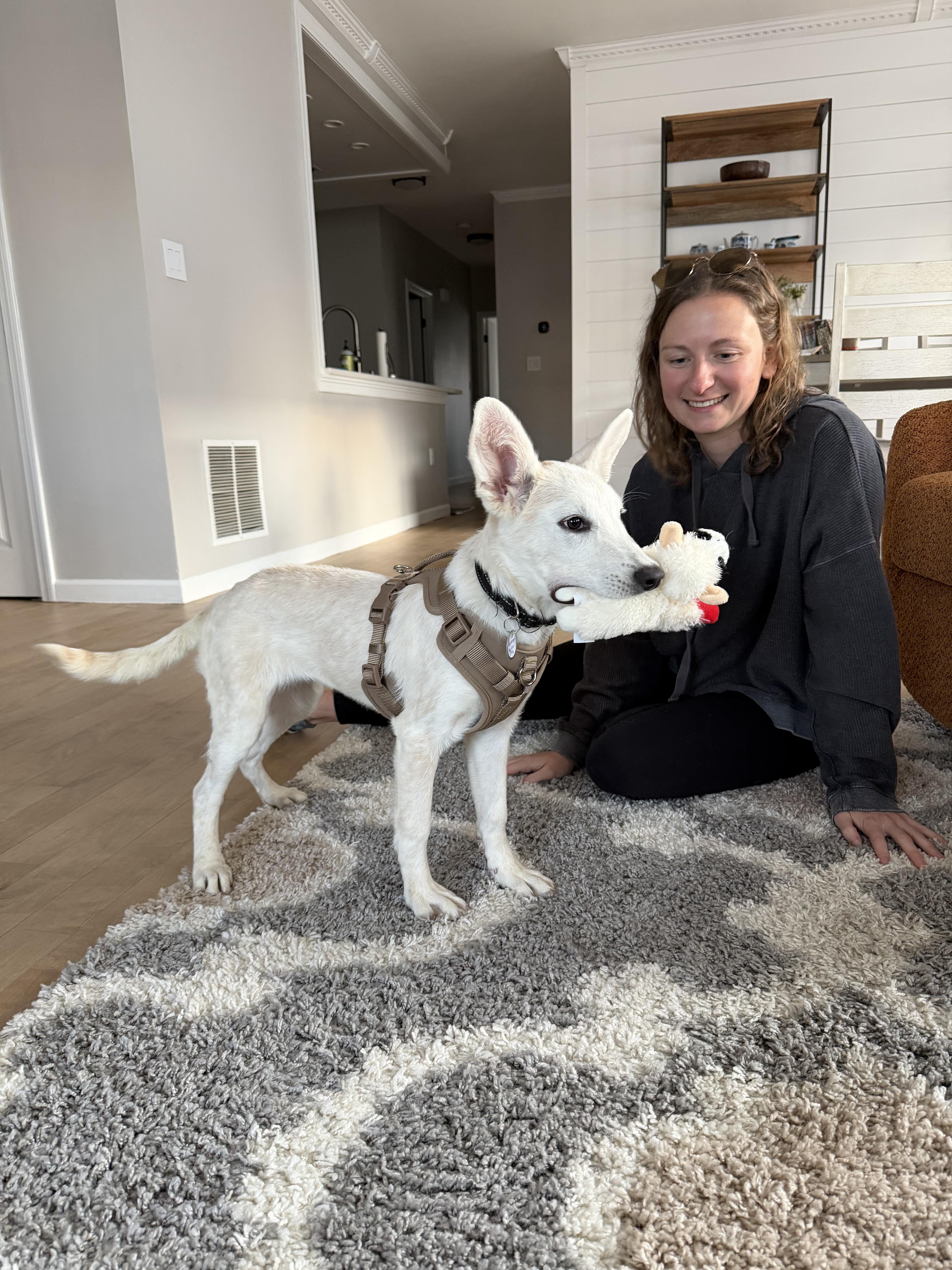 Abby - Fostered in CT, Adoptable, Puppy Female Yellow Labrador Retriever.