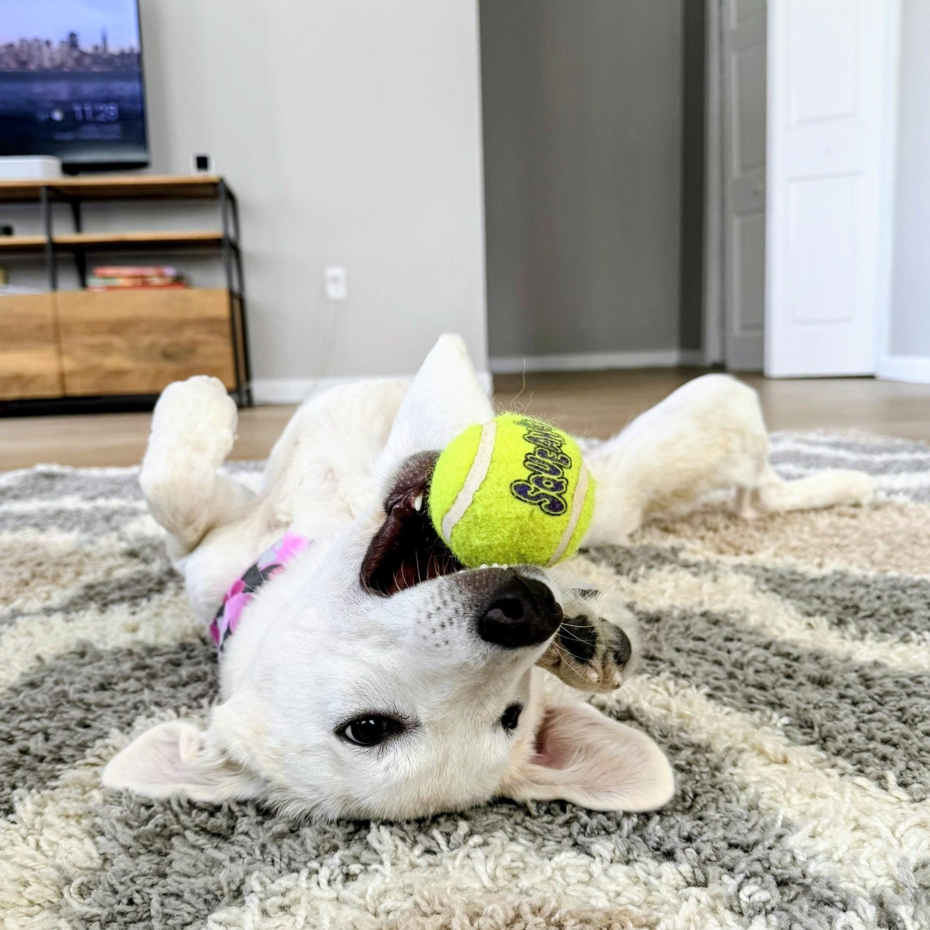 Abby - Fostered in CT, Adoptable, Puppy Female Yellow Labrador Retriever.