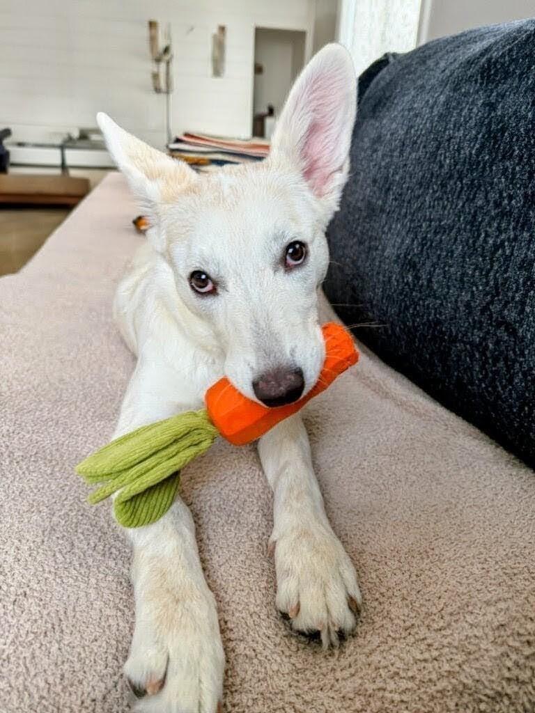 Abby - Fostered in CT, a Adoptable mixed breed in Willington, CT image 2/6