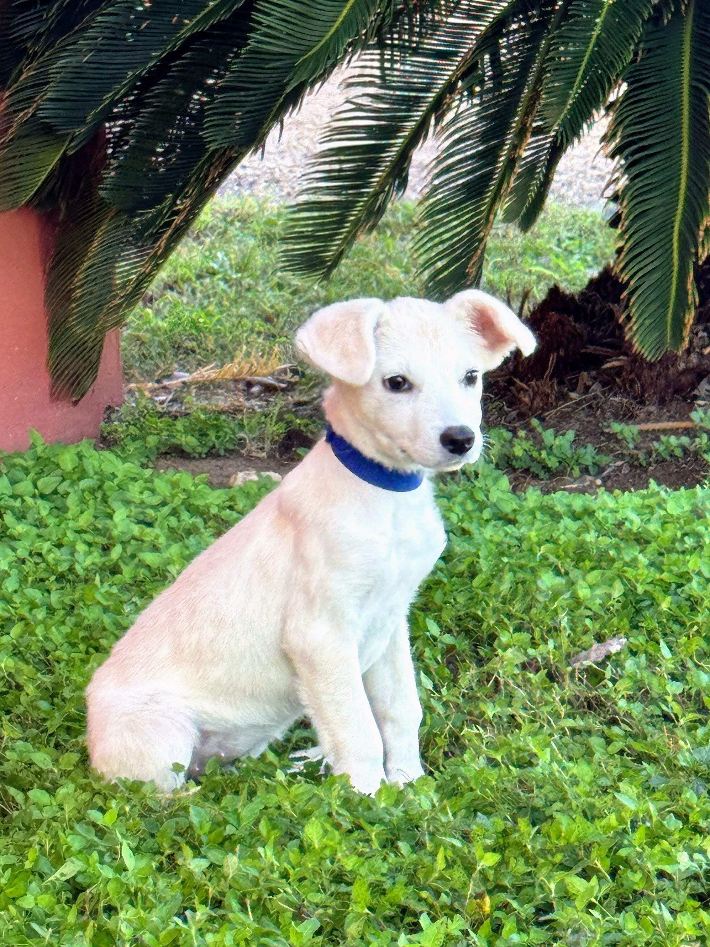 Abby - In CT, a Adoptable mixed breed in Willington, CT image 2/3