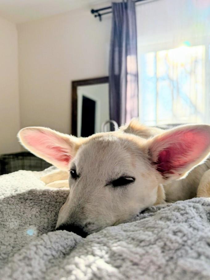 Abby - Fostered in CT, a Adoptable mixed breed in Willington, CT image 6/6