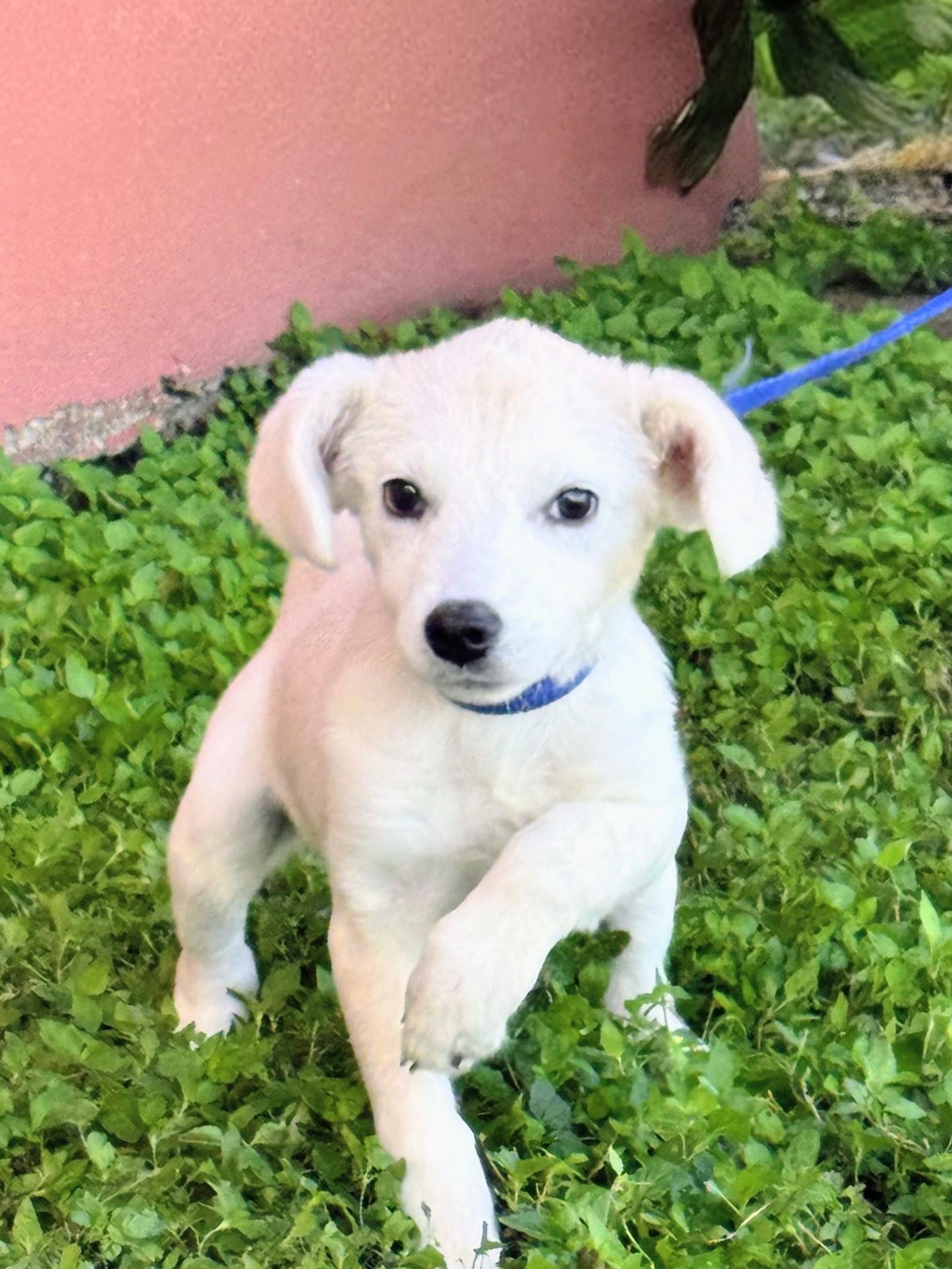 Abby - In CT, a Adoptable mixed breed in Willington, CT image 3/3