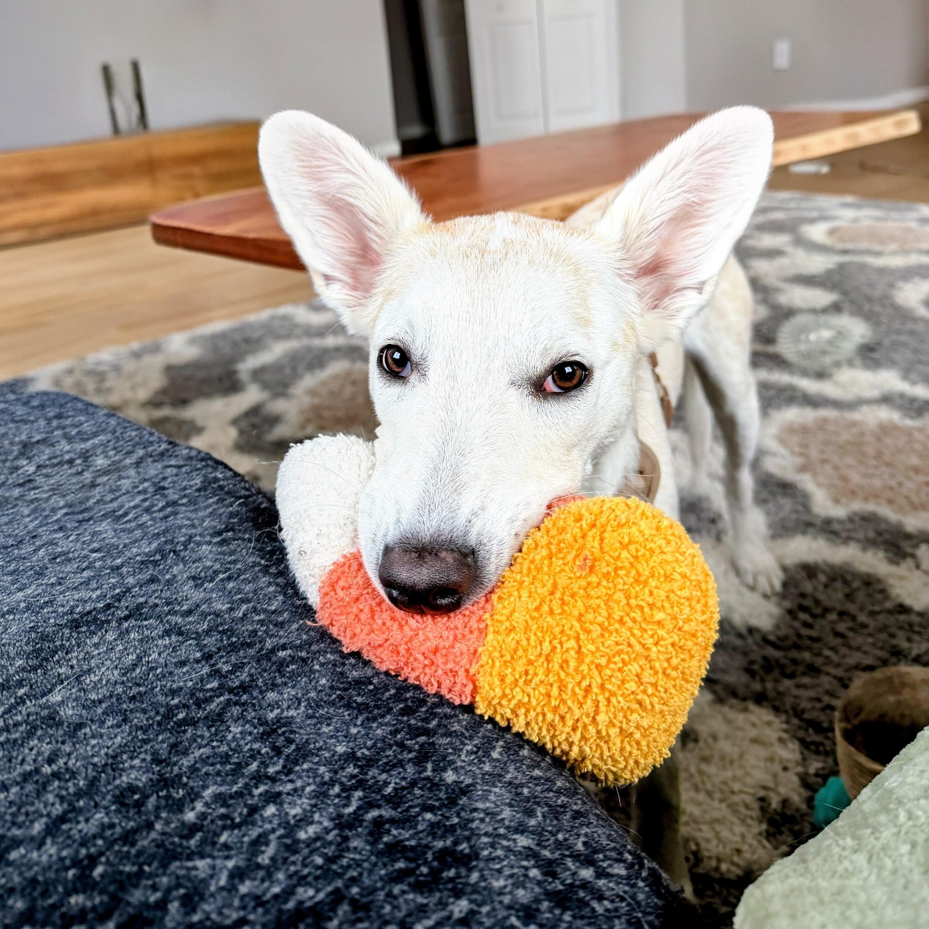 Enlarge Abby - Fostered in CT, a Adoptable mixed breed in Willington, CT image 4/6