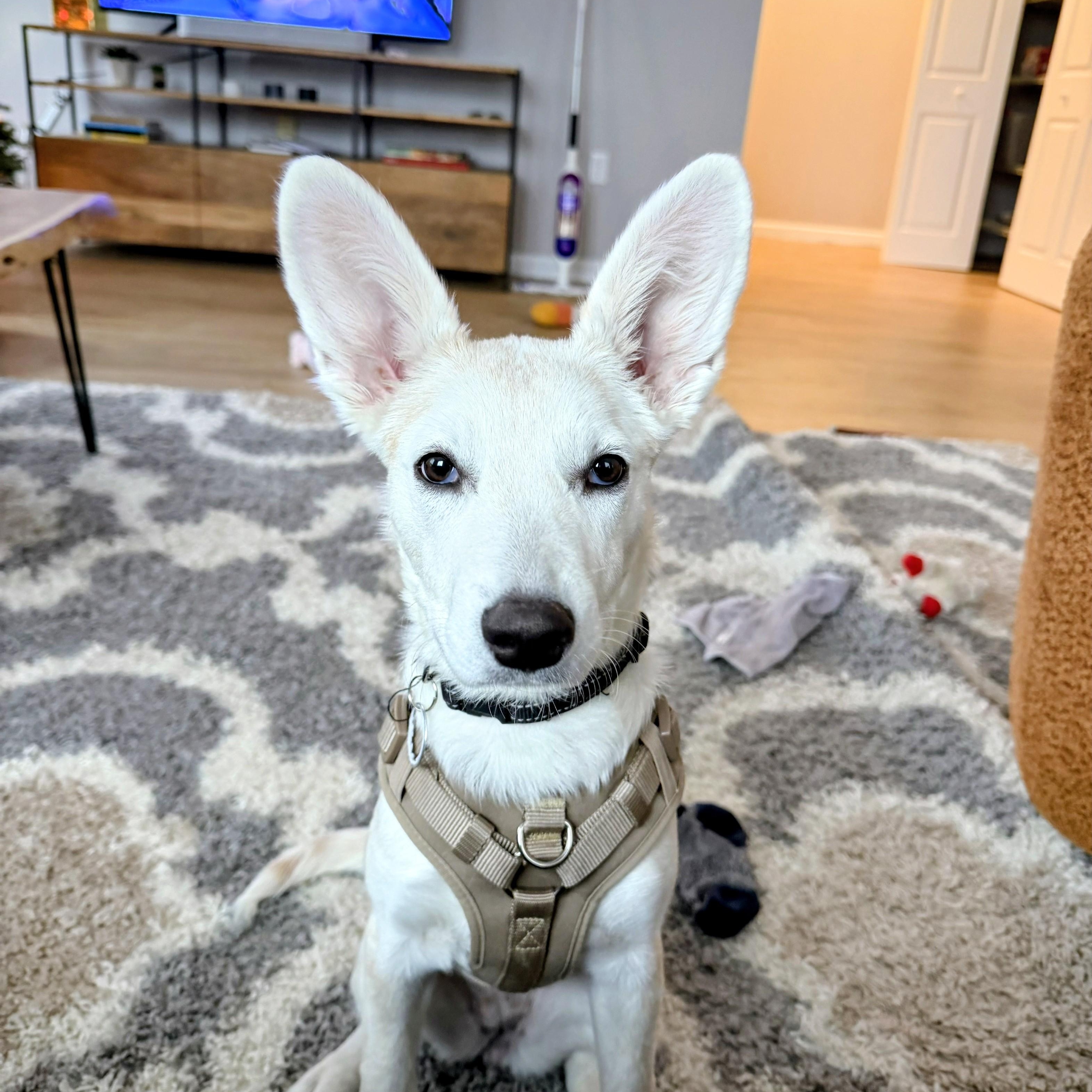Abby - Fostered in CT, Adoptable, Puppy Female Yellow Labrador Retriever.