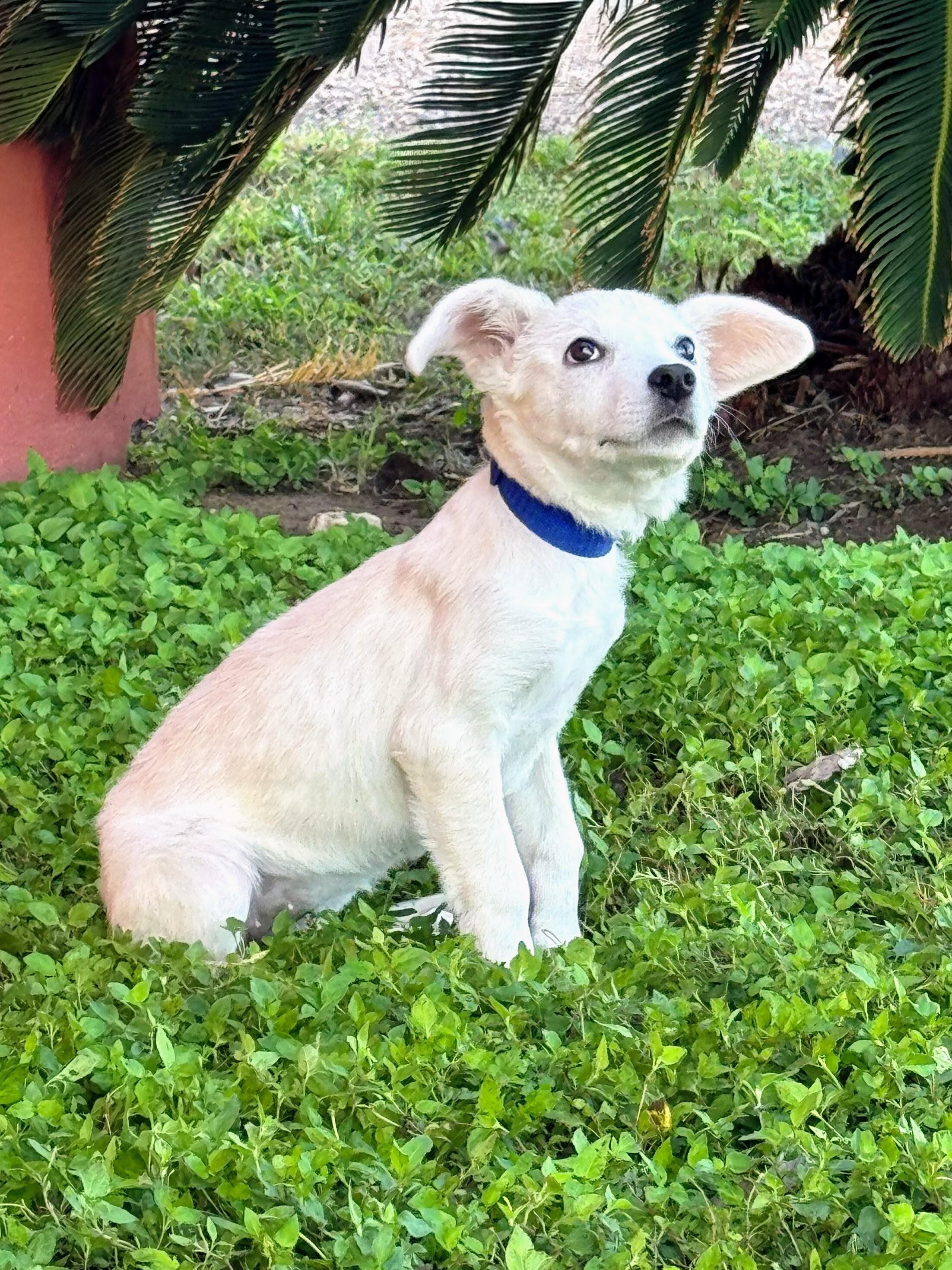 Abby - In CT, a Adoptable mixed breed in Willington, CT image 1/3