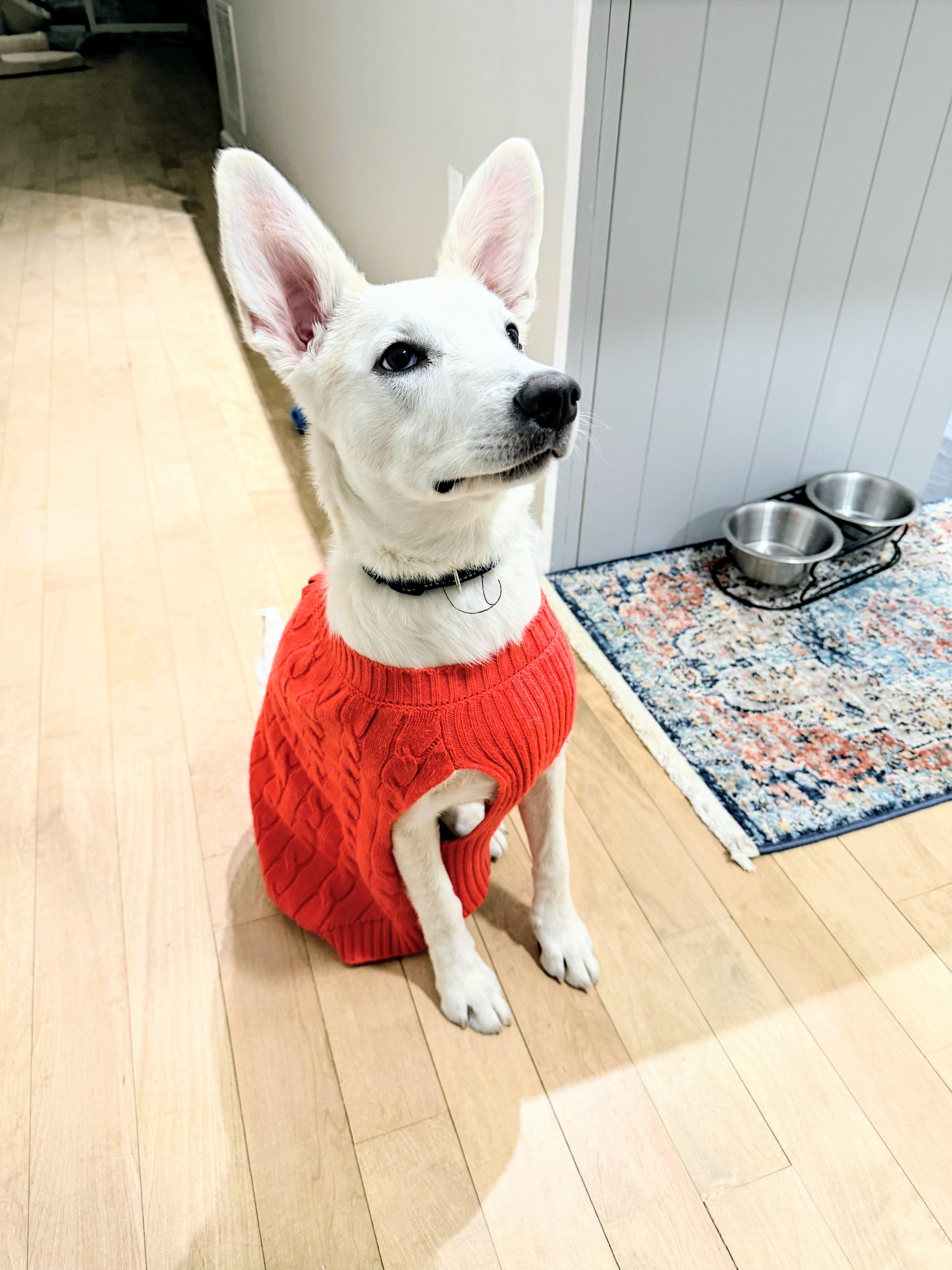 Abby - Fostered in CT, a Adoptable mixed breed in Willington, CT image 3/6