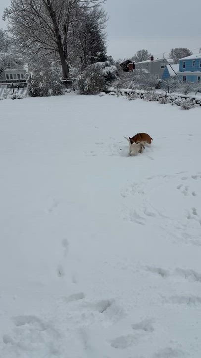 Enlarge Abby - Fostered in CT, a Adoptable mixed breed in Willington, CT video 4/5