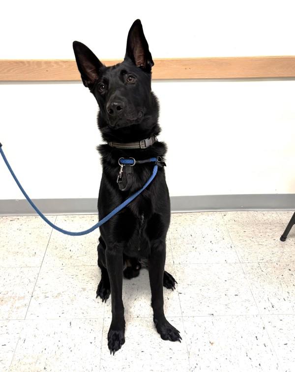 *Franz*, Adoptable, Young Male German Shepherd Dog.