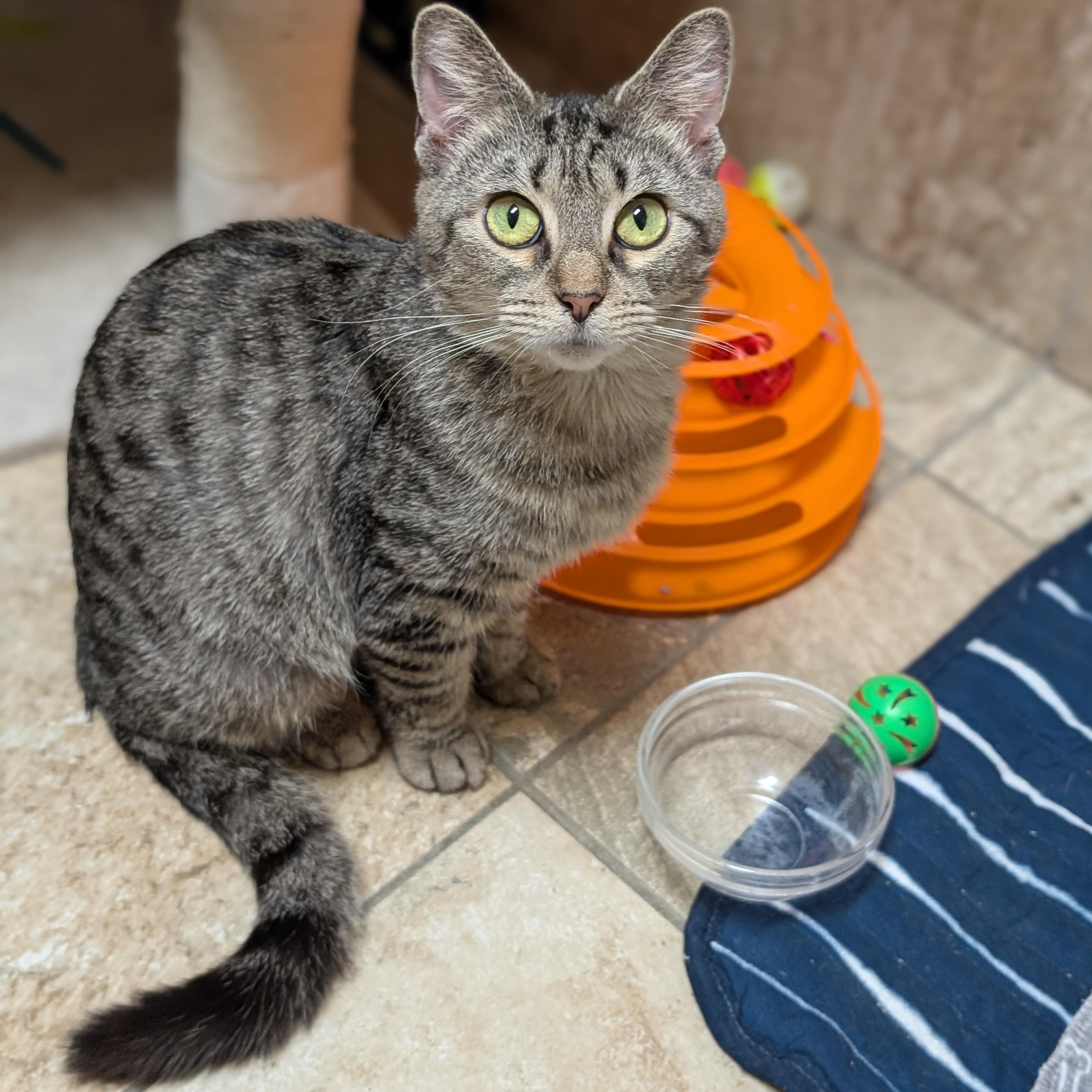 Enlarge Flair - Name Your Own Adoption Fee!, a ADOPTABLE Domestic Short Hair in Jefferson, WI image 5/5