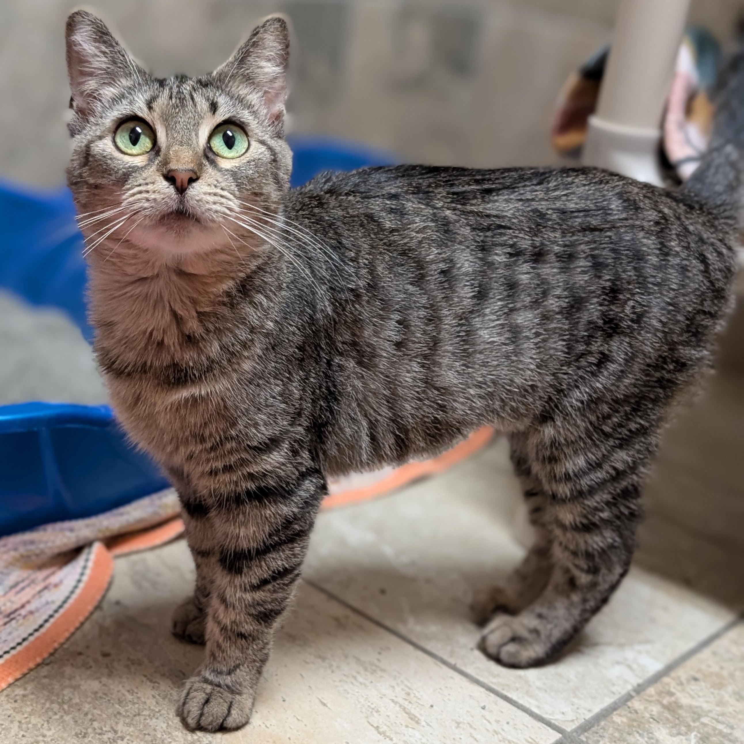 Enlarge Flair - Name Your Own Adoption Fee!, a ADOPTABLE Domestic Short Hair in Jefferson, WI image 4/5