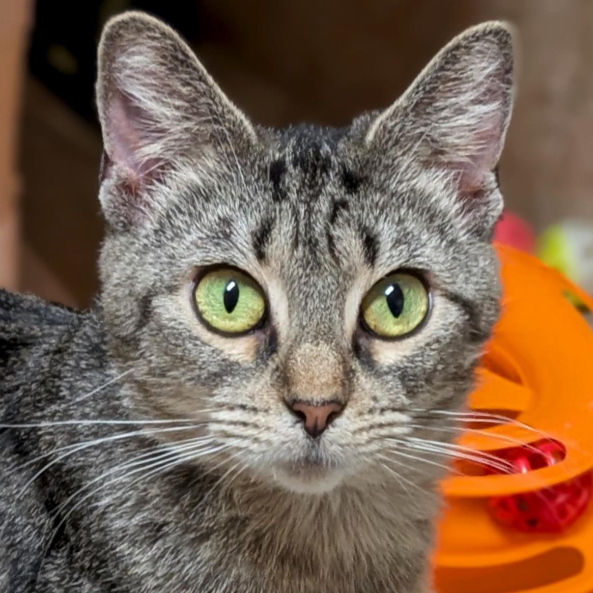 Enlarge Flair - Name Your Own Adoption Fee!, a ADOPTABLE Domestic Short Hair in Jefferson, WI image 1/5