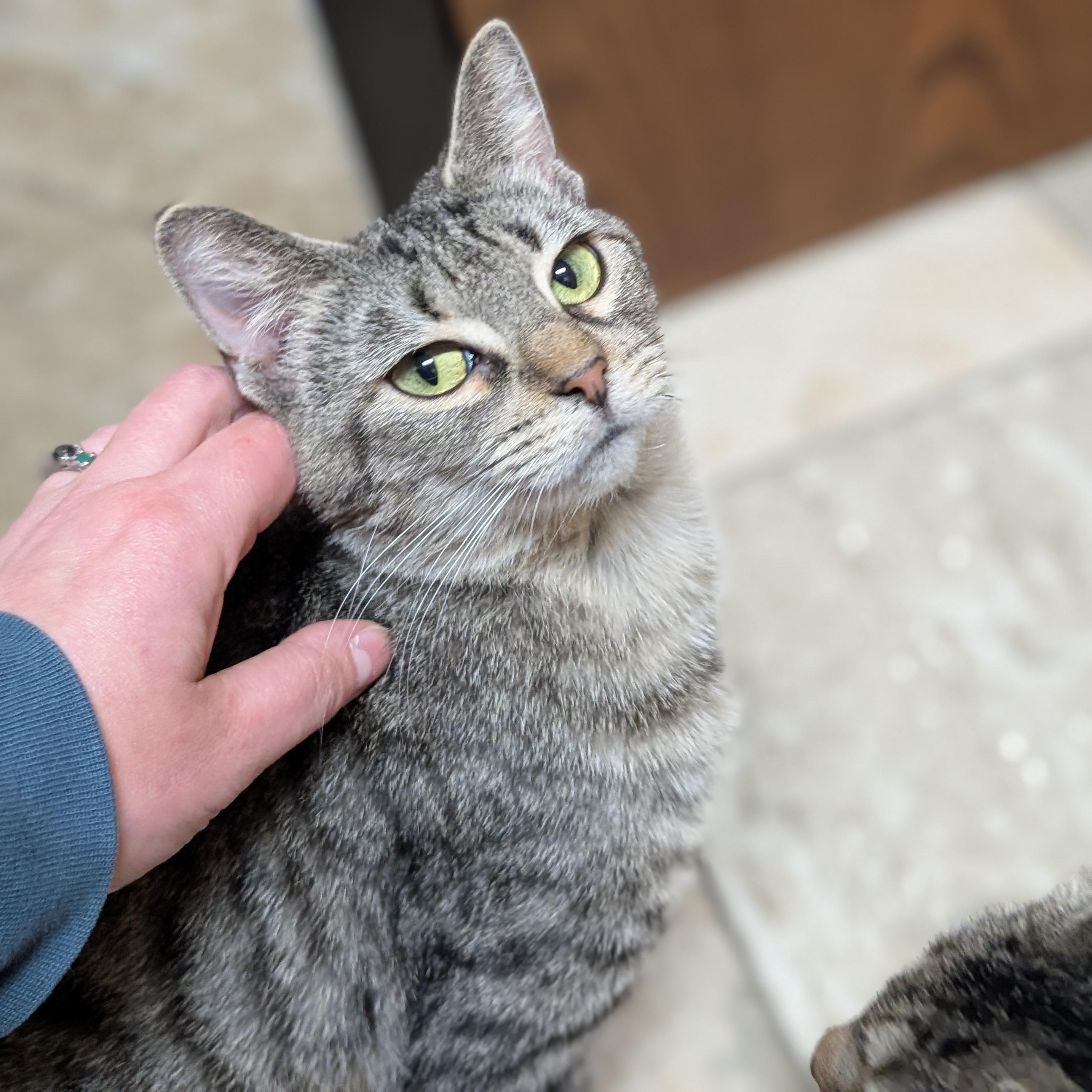 Enlarge Flair - Name Your Own Adoption Fee!, a ADOPTABLE Domestic Short Hair in Jefferson, WI image 3/5