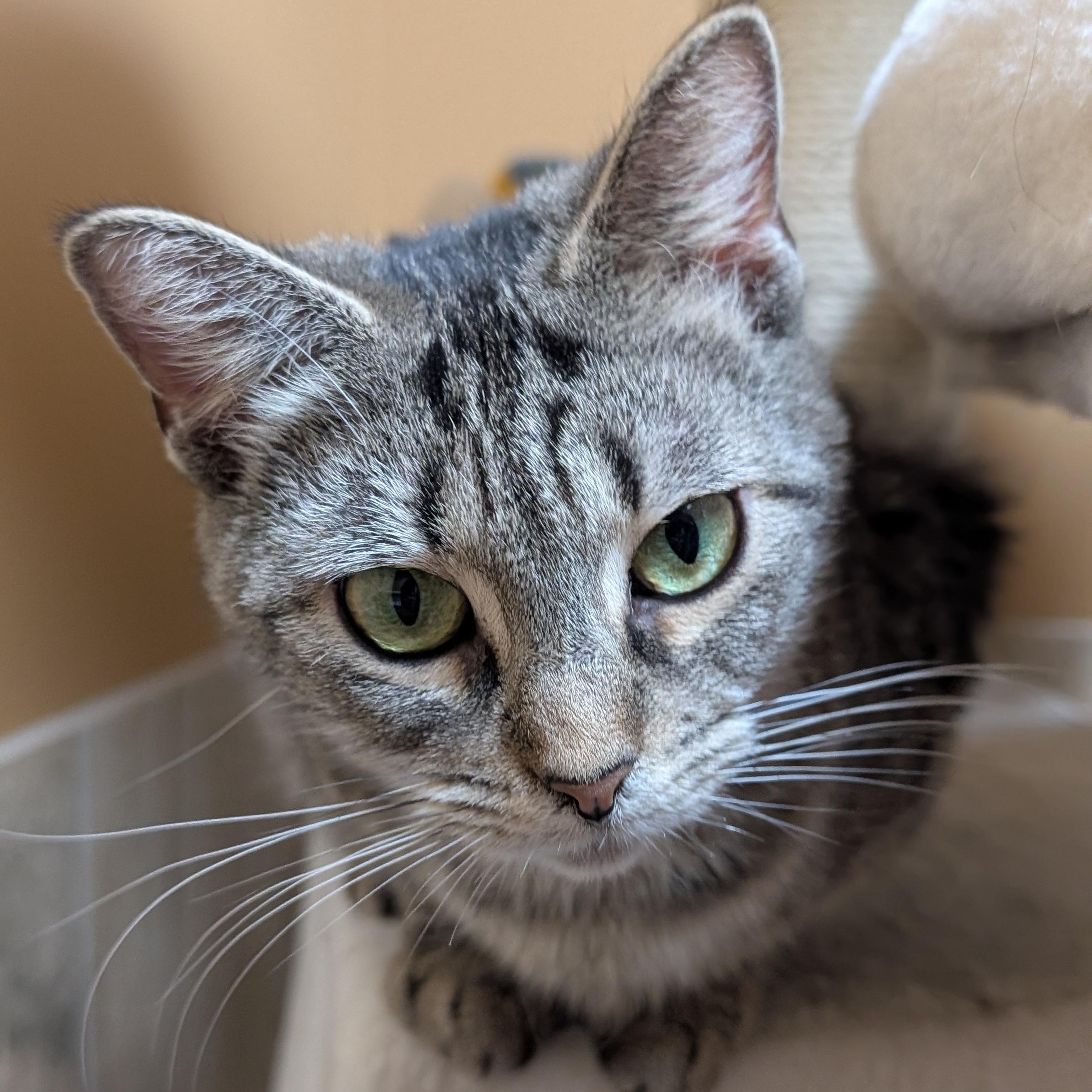 Enlarge Flair - Name Your Own Adoption Fee!, a ADOPTABLE Domestic Short Hair in Jefferson, WI image 2/5