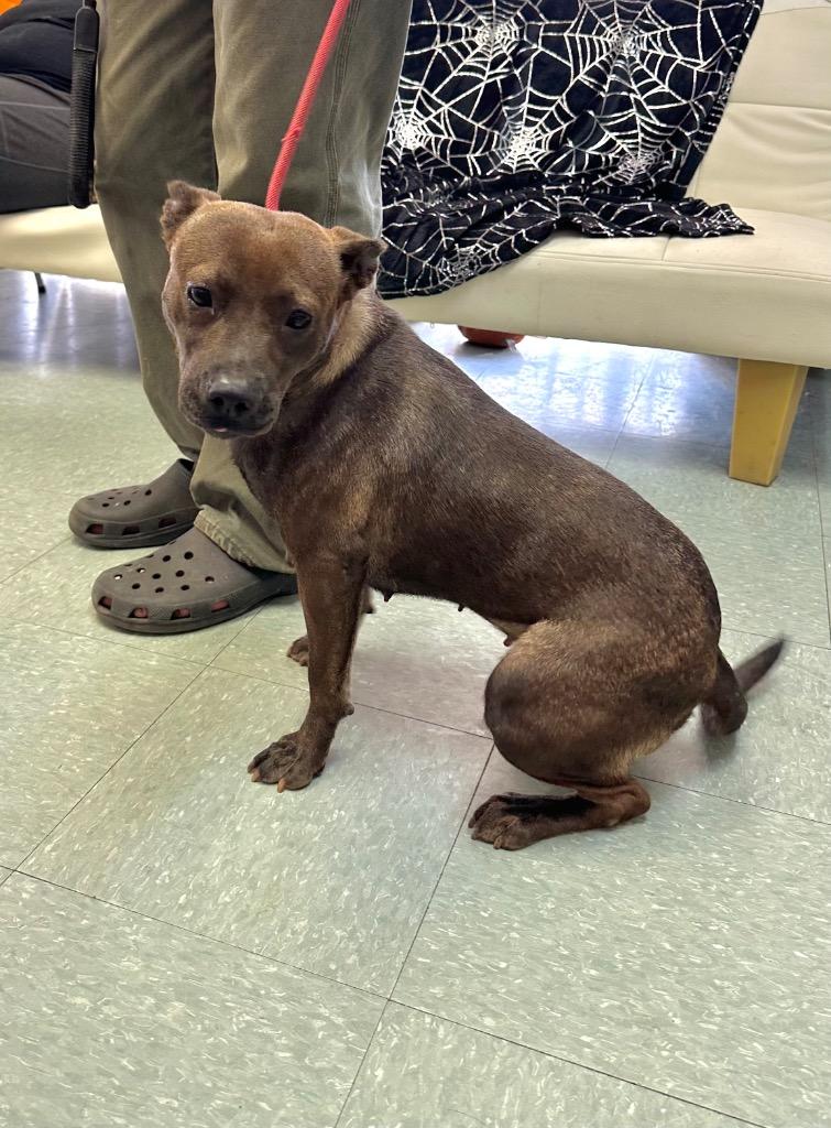 Avalon, Adoptable, Young Female Mixed Breed.