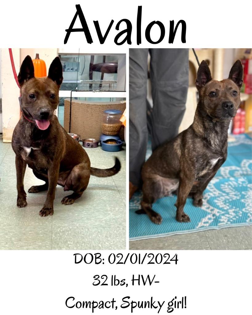 Avalon, a Adoptable mixed breed in Albany, GA image 3/5