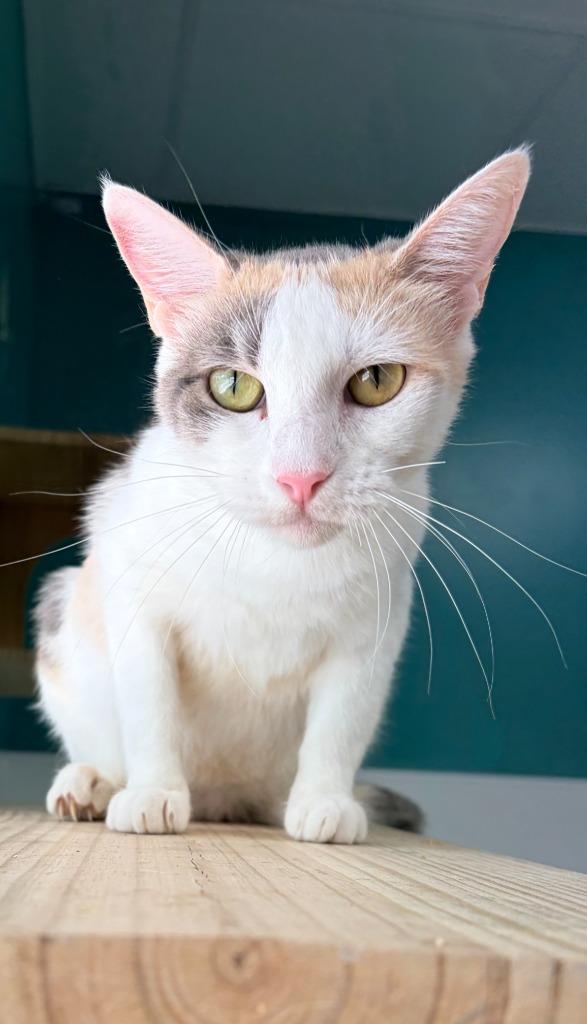 Lexi, Adoptable, Young Female Domestic Short Hair.