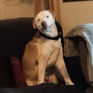 Enlarge Milton, a Adoptable mixed breed in Hackett, AR image 2/2
