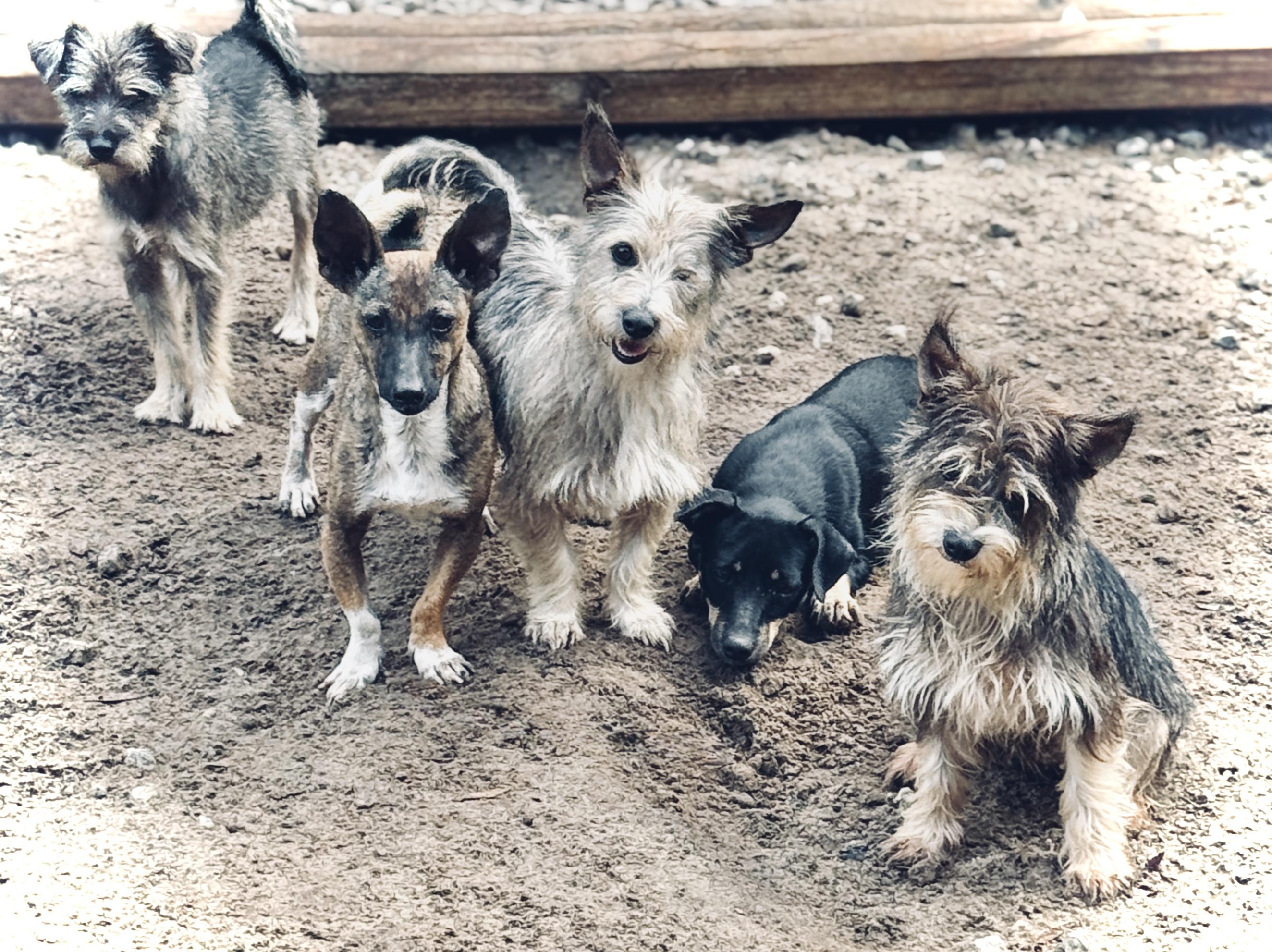 Captain Hook, a Adoptable mixed breed in SYLVANIA, GA image 3/4