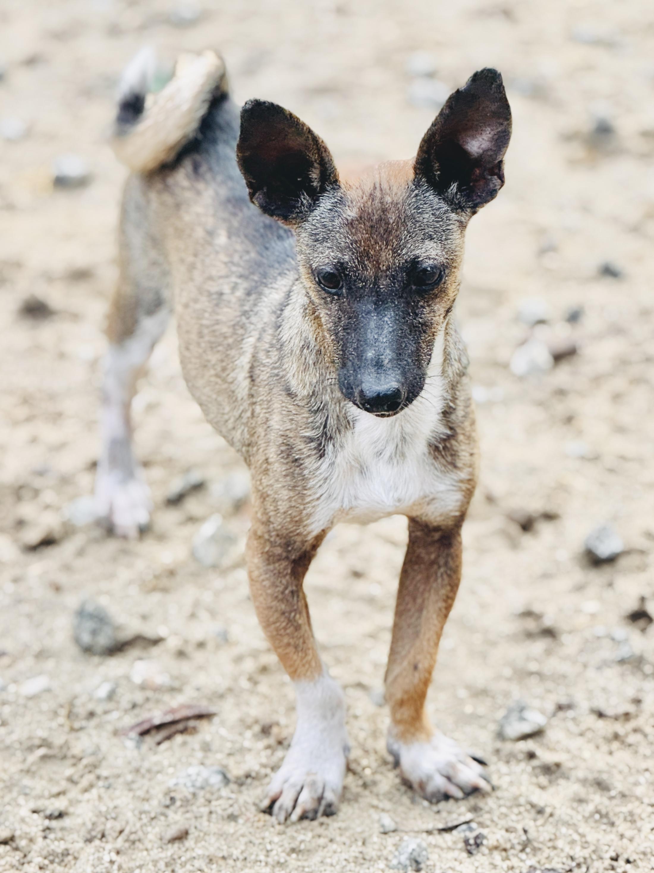 Captain Hook, Adoptable, Young Male Mixed Breed.
