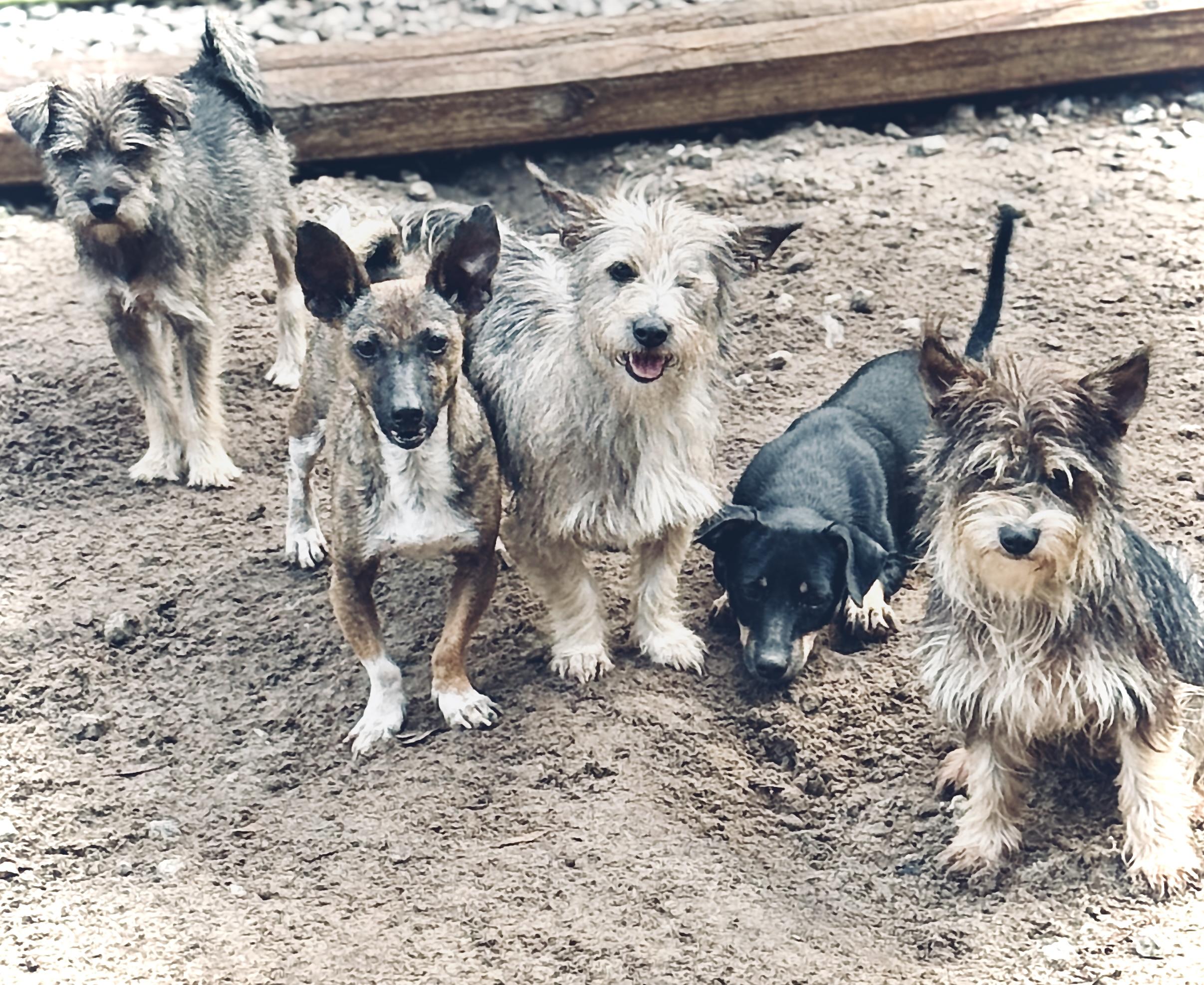 Captain Hook, a Adoptable mixed breed in SYLVANIA, GA image 4/4