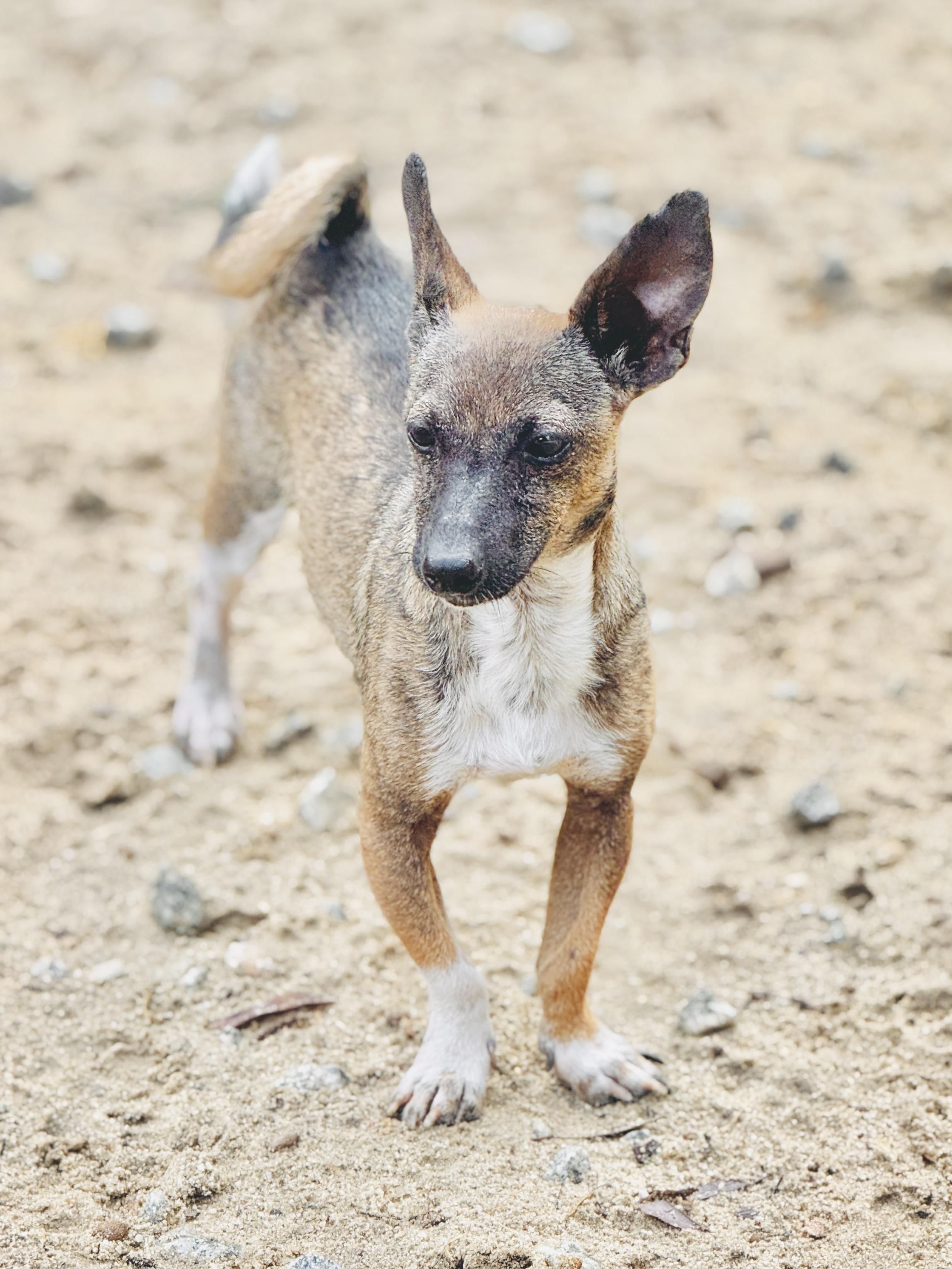 Captain Hook, a Adoptable mixed breed in SYLVANIA, GA image 2/4