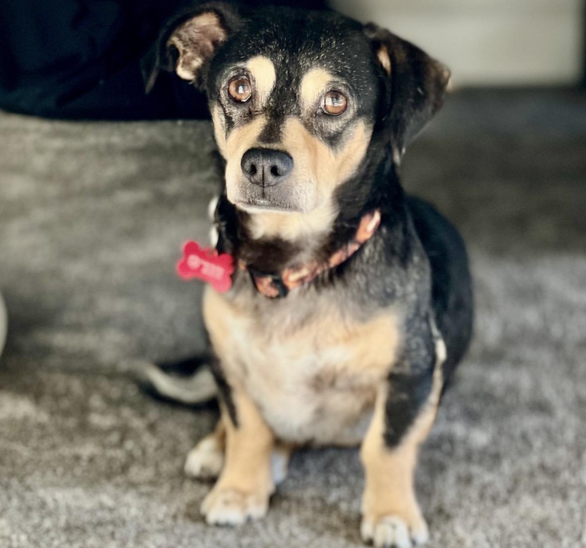 Kobe, ADOPTABLE, Adult Male Beagle.