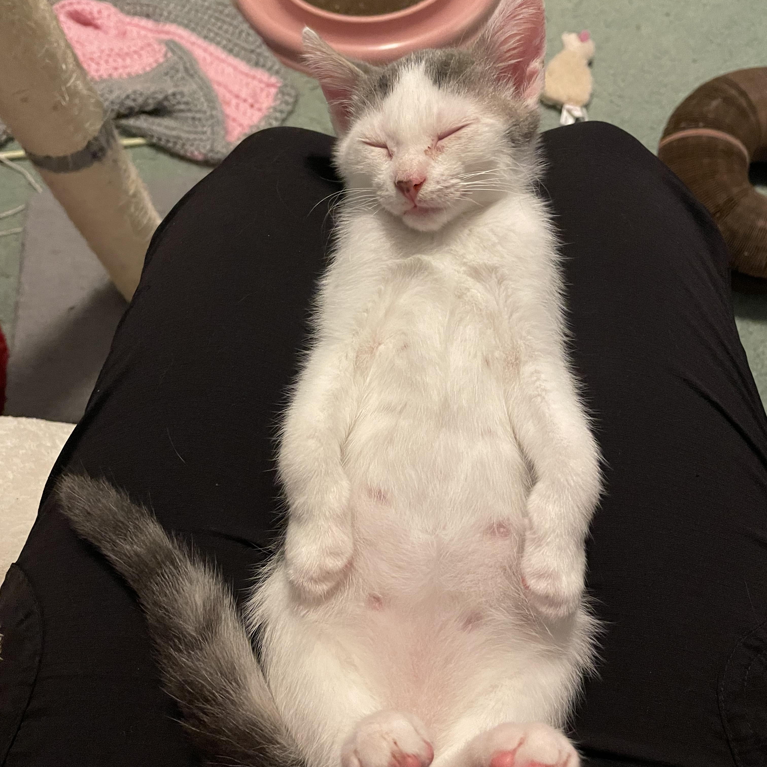 Enlarge Jellybean, a Adoptable American Shorthair in Norton, MA image 3/3