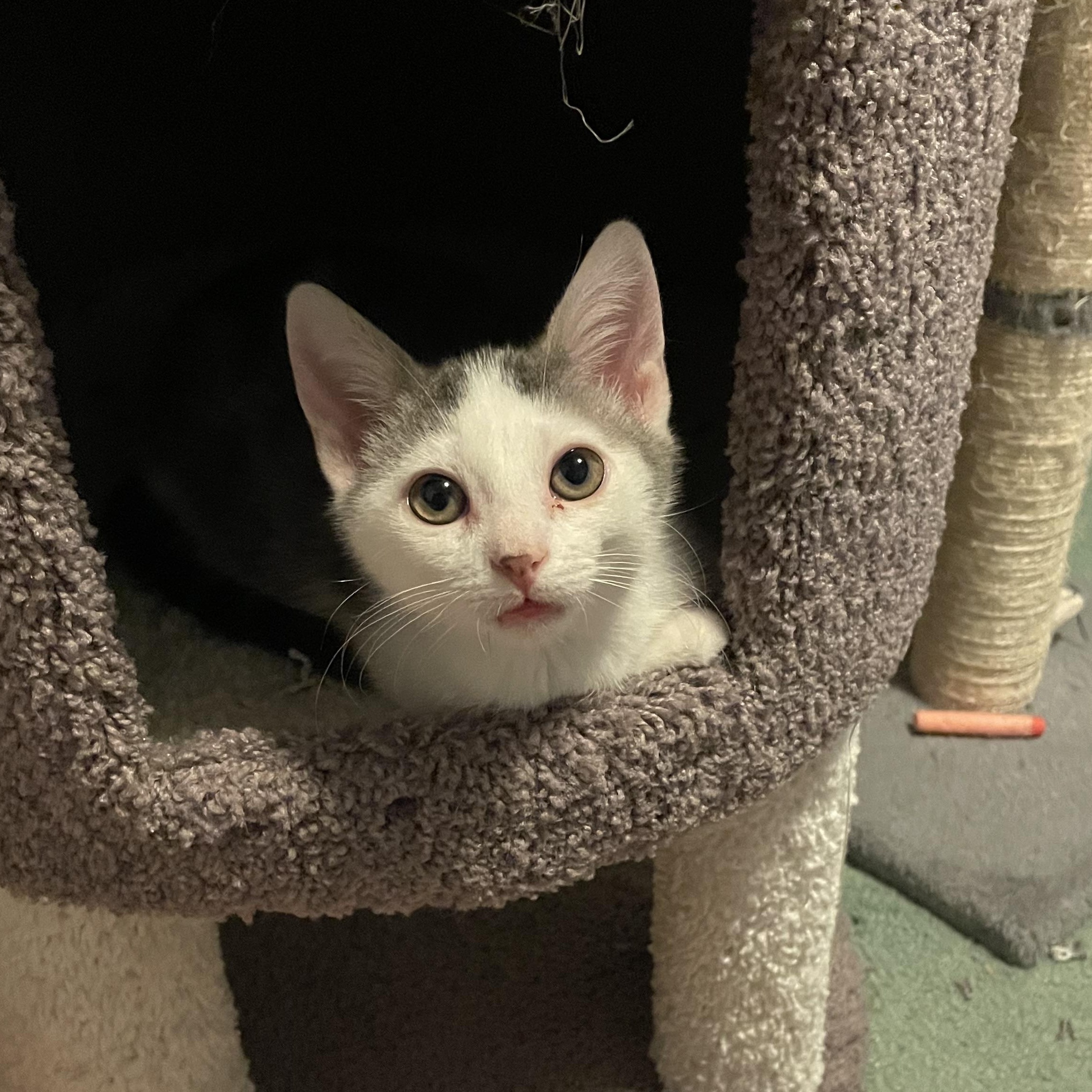 Enlarge Jellybean, a Adoptable American Shorthair in Norton, MA image 2/3