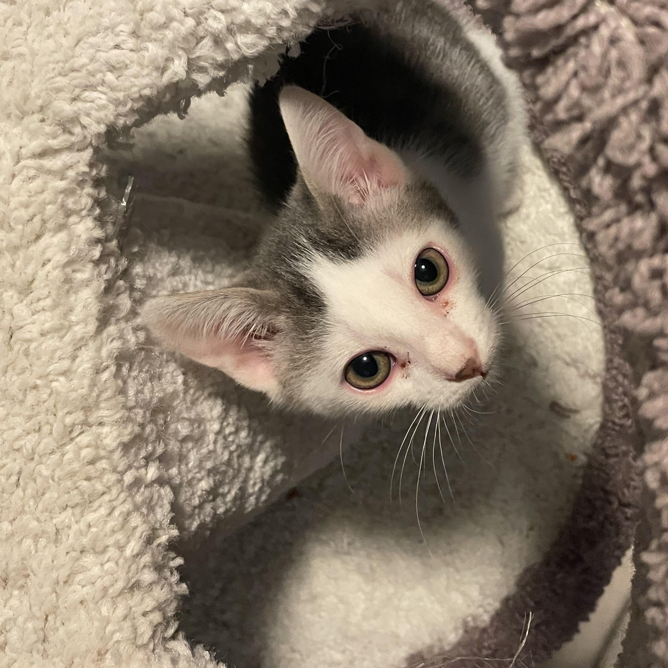 Enlarge Jellybean, a Adoptable American Shorthair in Norton, MA image 1/3