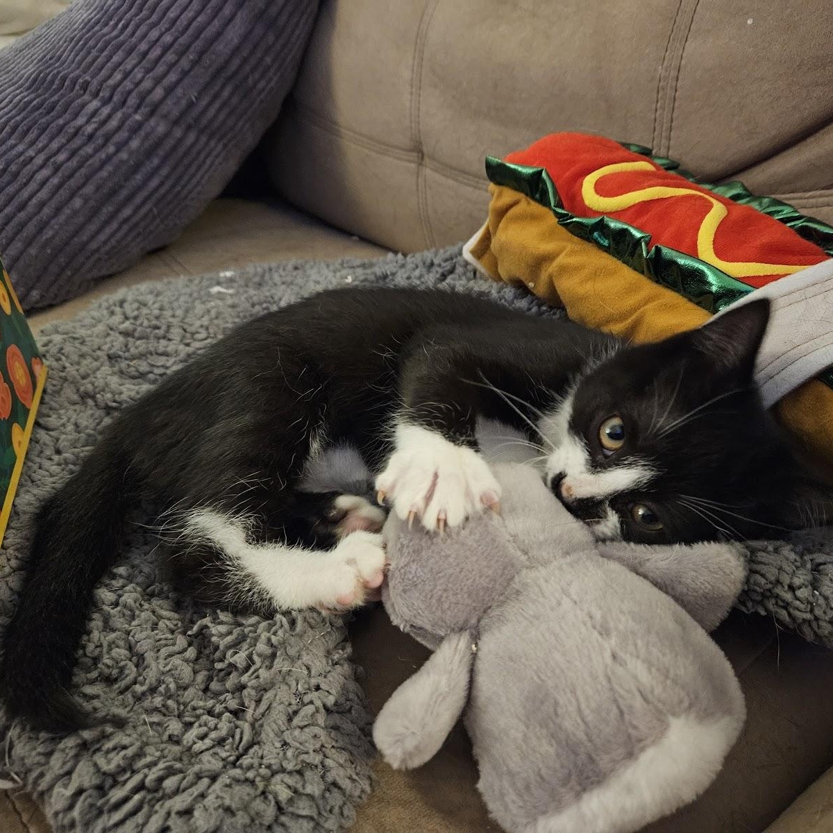 Rincewind, Baby Female unknown
