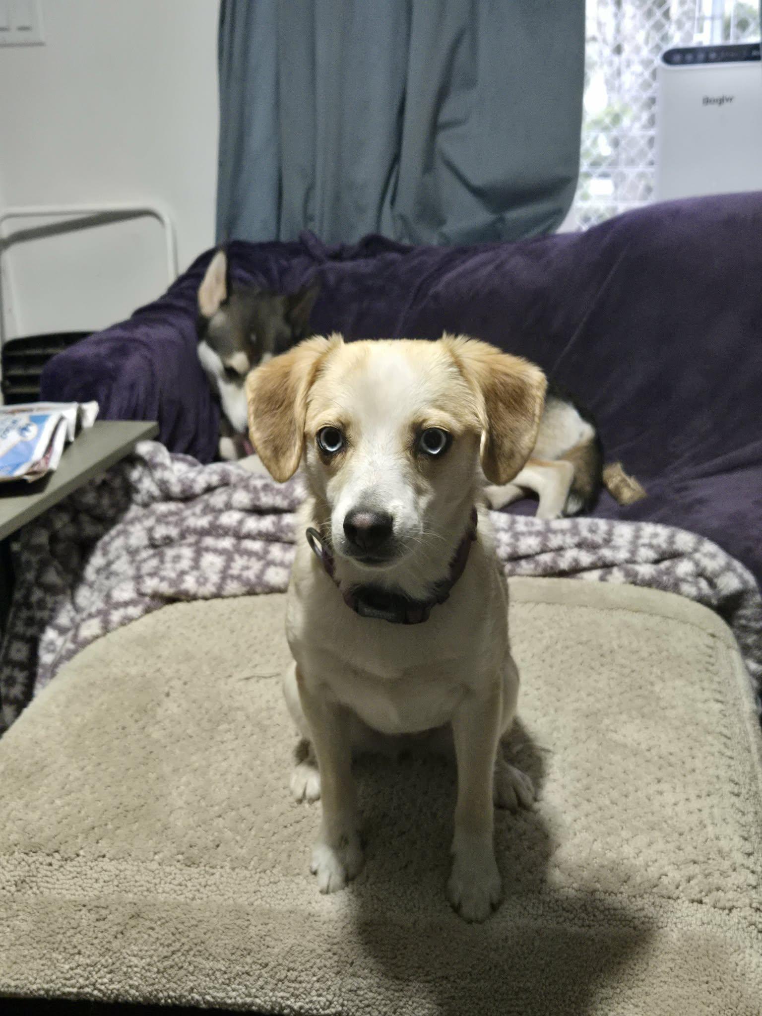 Enlarge Maisy, a ADOPTABLE mixed breed in Sheridan, OR image 4/5