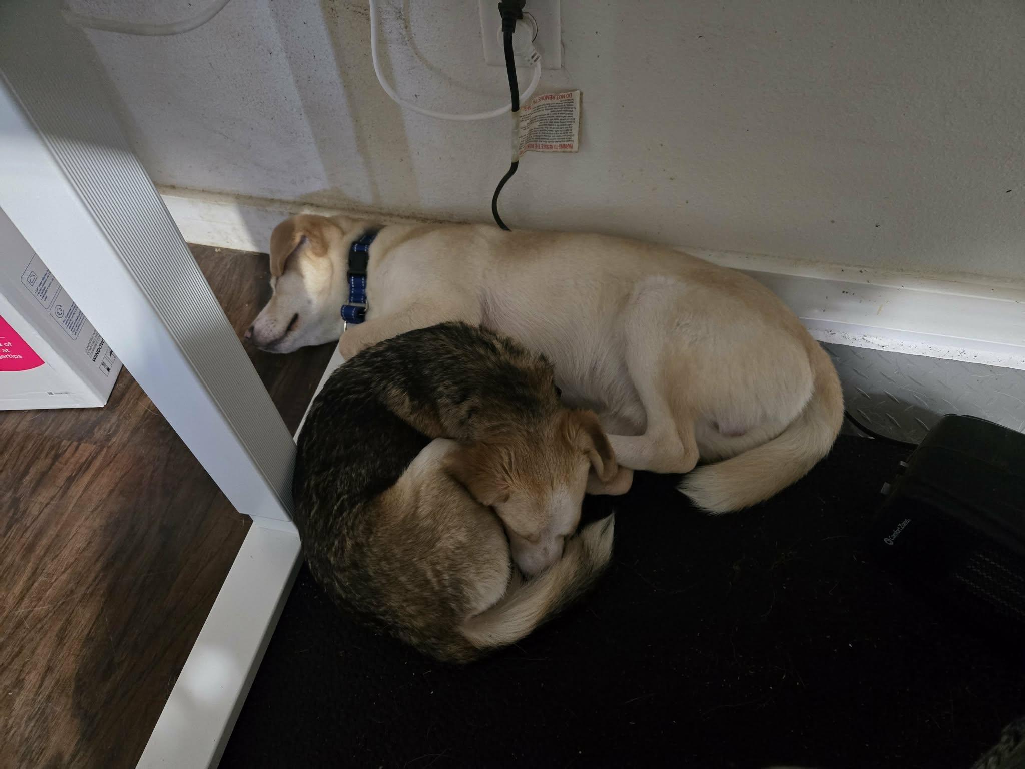 Enlarge Maisy, a ADOPTABLE mixed breed in Sheridan, OR image 3/3