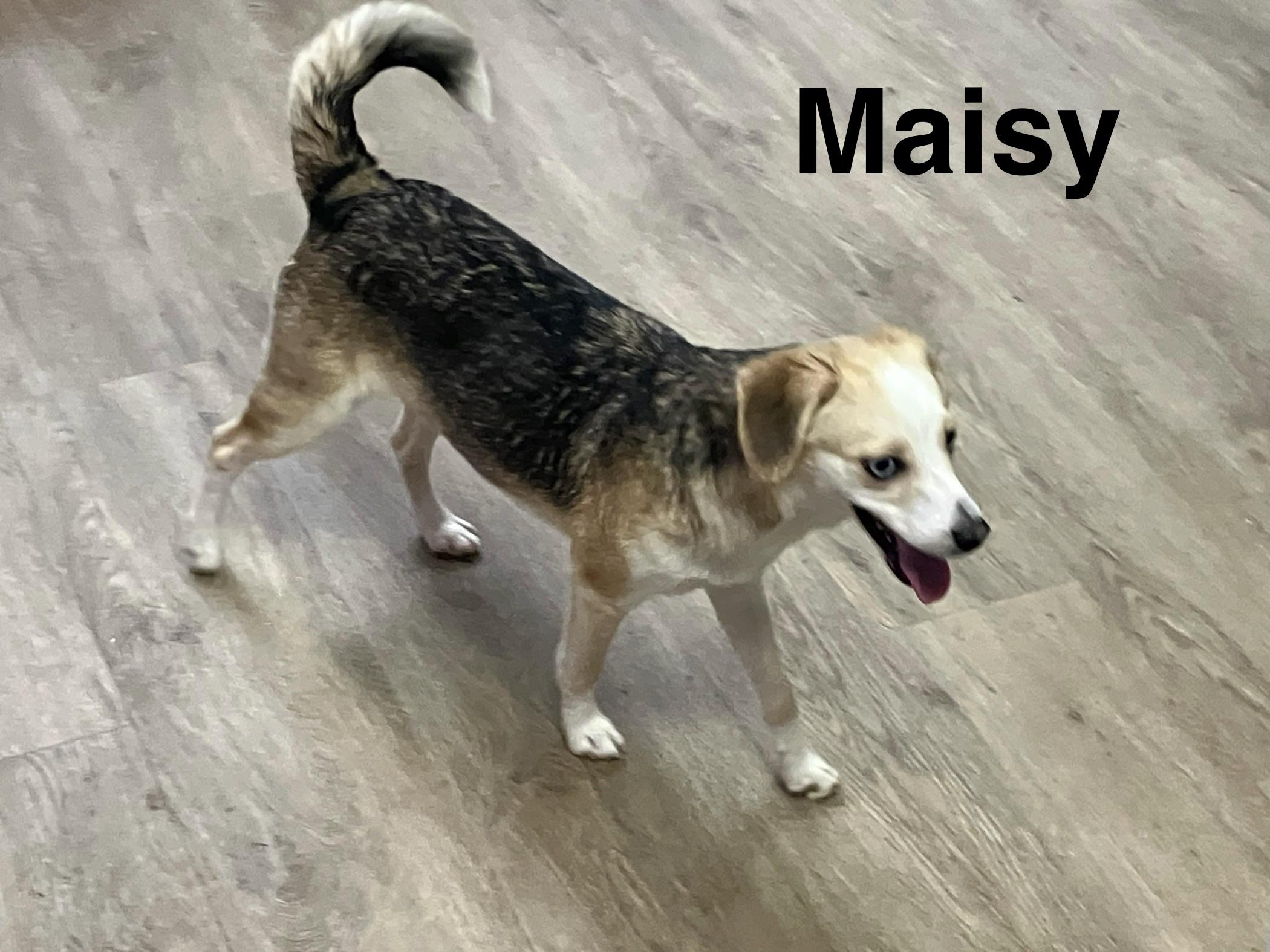 Enlarge Maisy, a ADOPTABLE mixed breed in Sheridan, OR image 1/3
