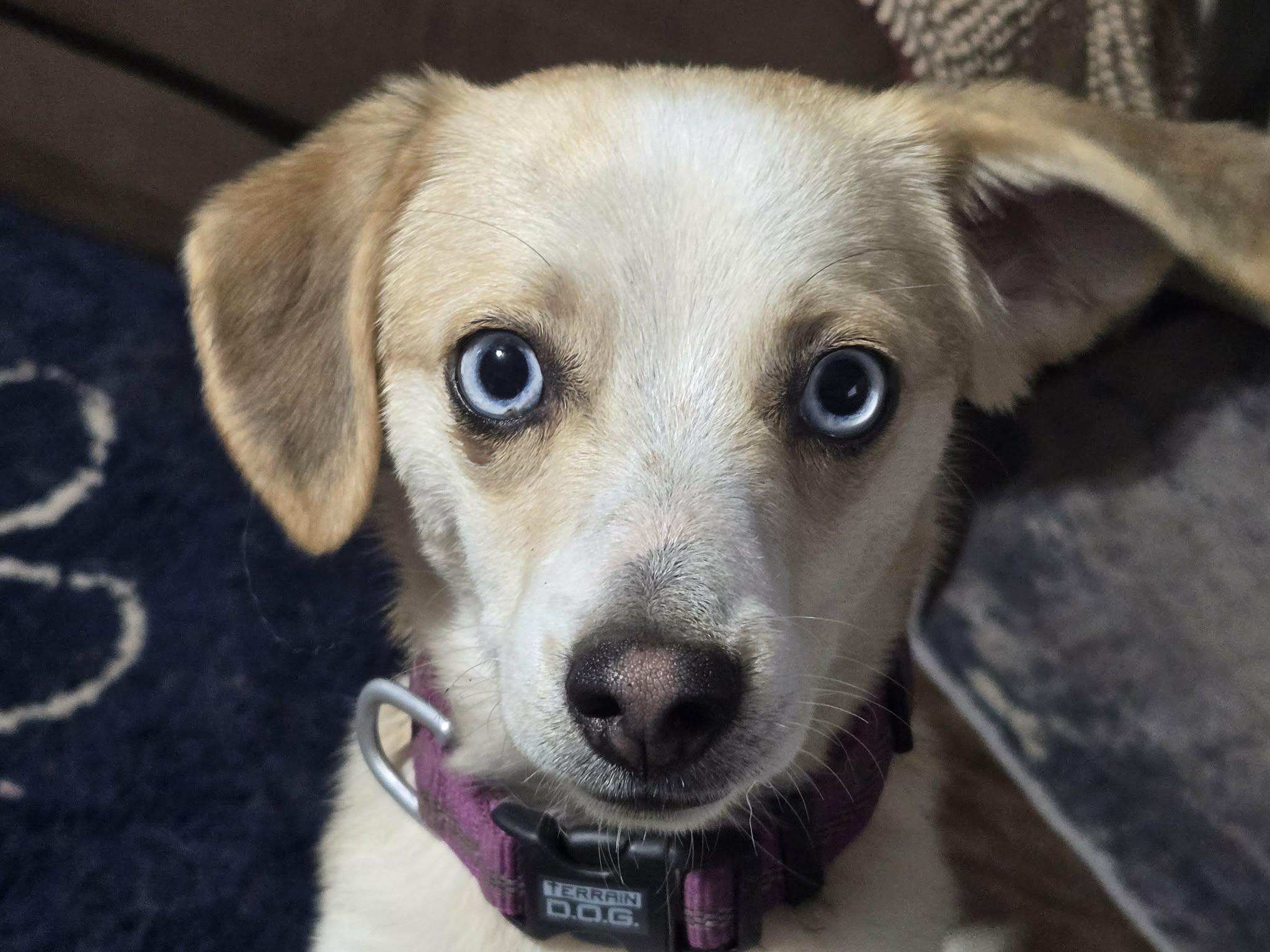 Maisy, ADOPTABLE, Young Female Beagle & Husky.