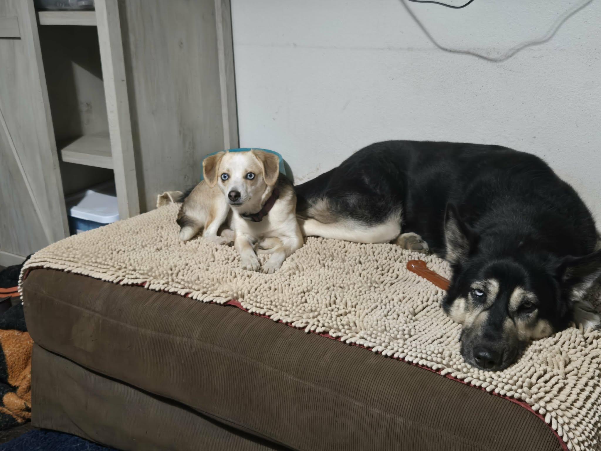 Enlarge Maisy, a ADOPTABLE mixed breed in Sheridan, OR image 5/5