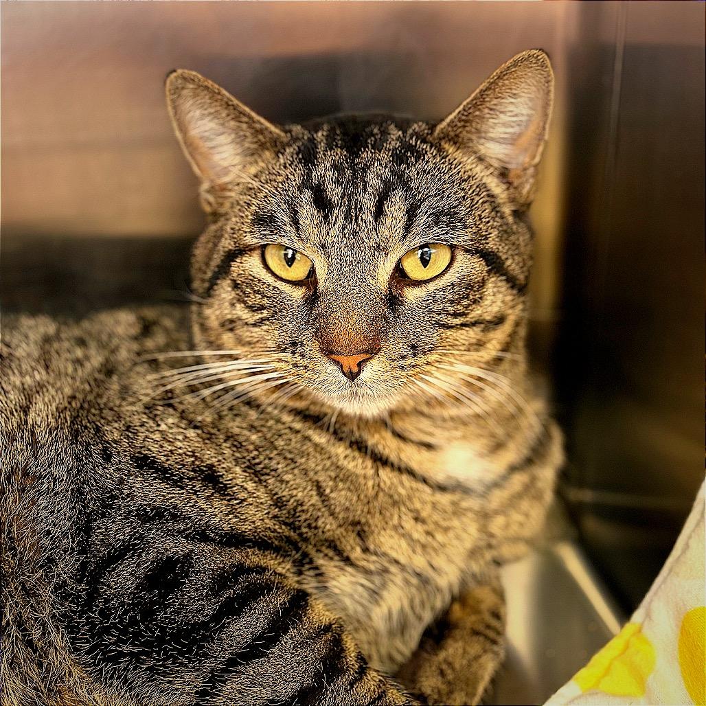 Teddy Bear, Adoptable, Adult Male Domestic Short Hair.