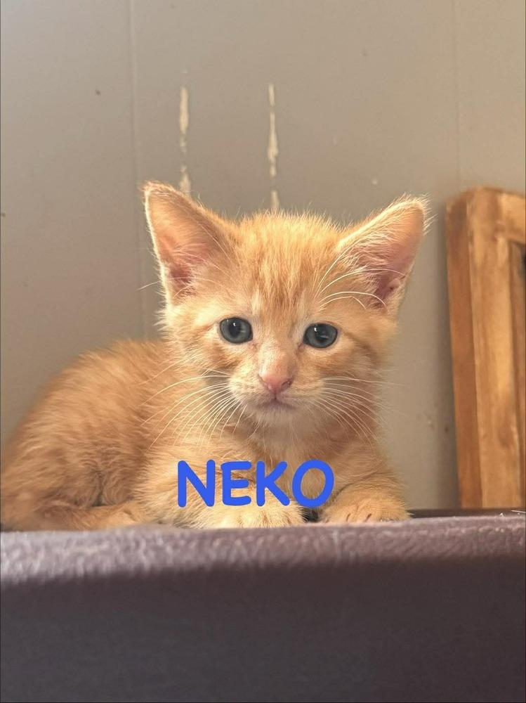 Enlarge Neko, a Adoptable mixed breed in Lincoln, NE image 1/3