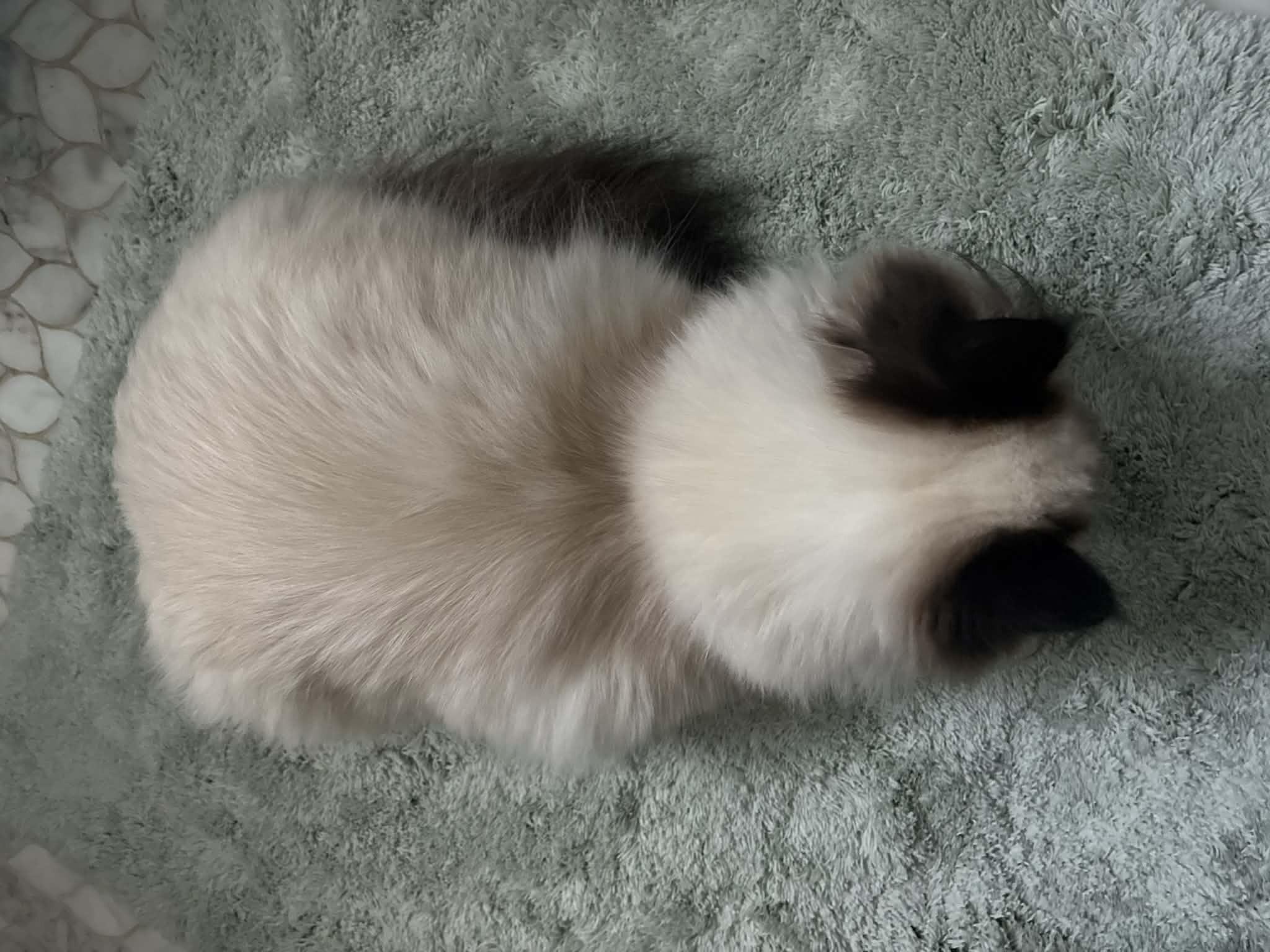 Josephine and Vivienne , an adoptable Himalayan in Brockport, NY image 6/6