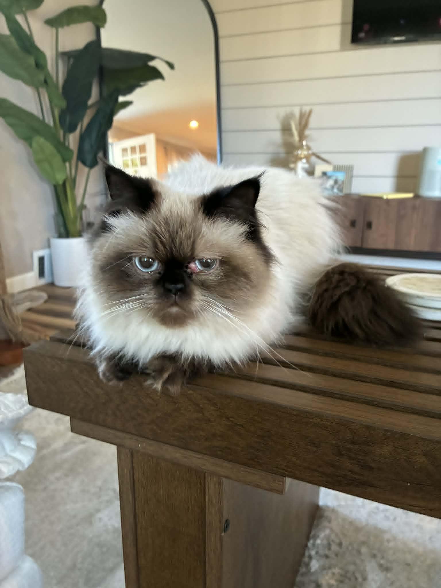 Josephine and Vivienne , adoptable, Young Female Himalayan.