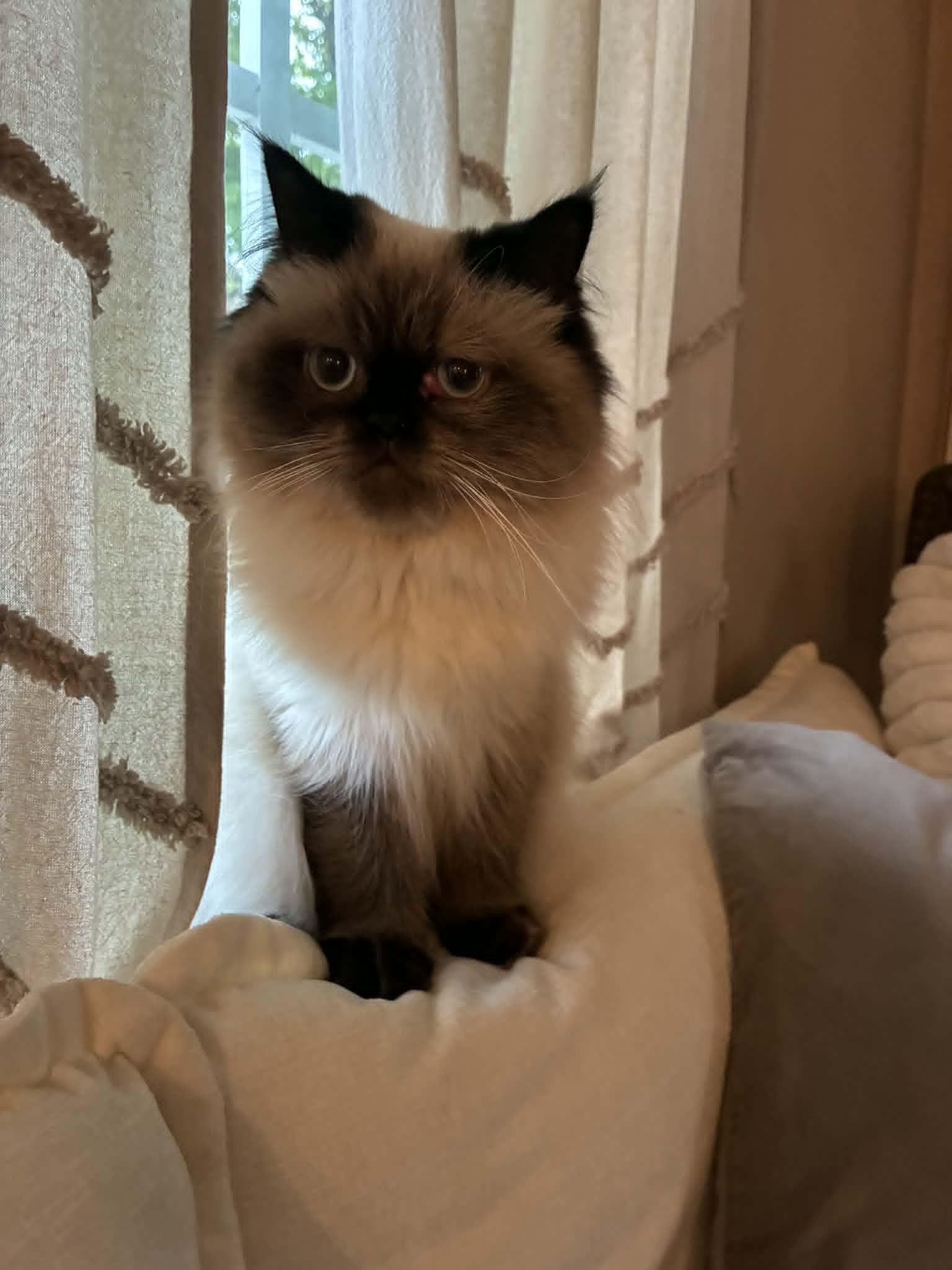Josephine and Vivienne , an adoptable Himalayan in Brockport, NY image 4/6