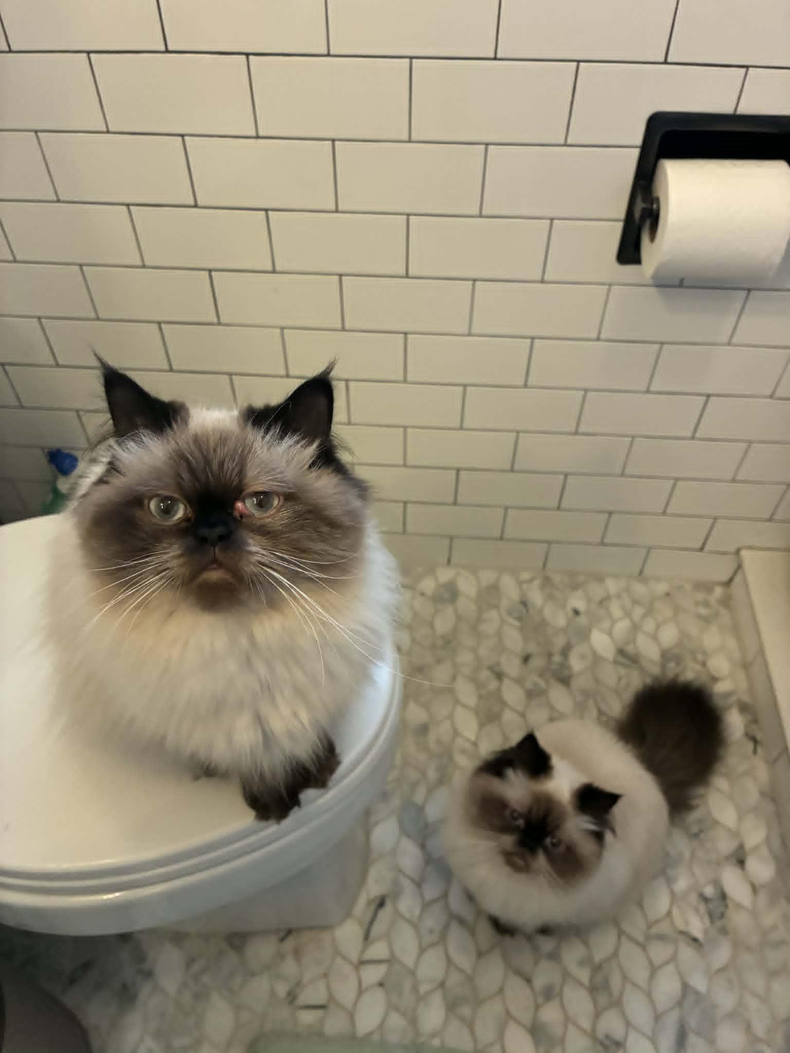 Josephine and Vivienne , an adoptable Himalayan in Brockport, NY image 5/6