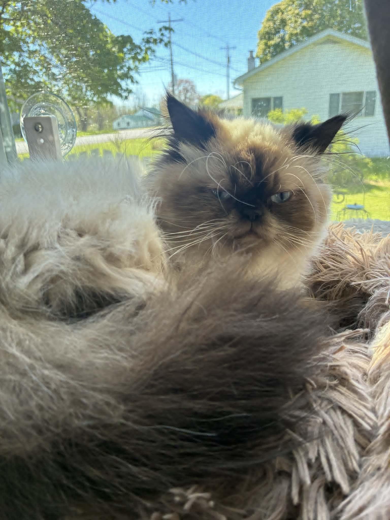 Josephine and Vivienne , an adoptable Himalayan in Brockport, NY image 3/6