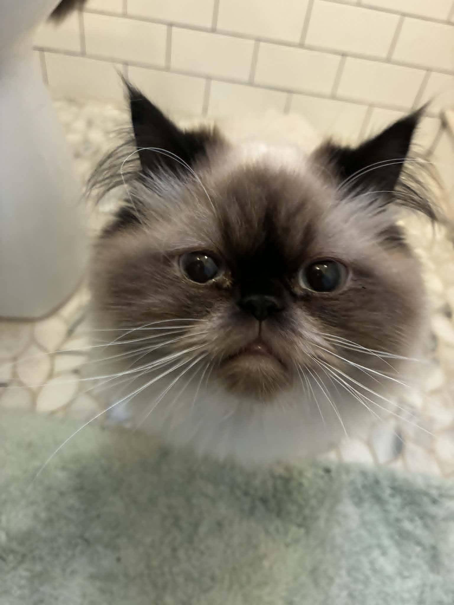 Josephine and Vivienne , adoptable, Young Female Himalayan.