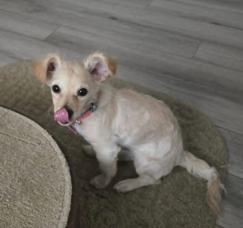 Kalani, Adopted, Puppy Female Terrier.