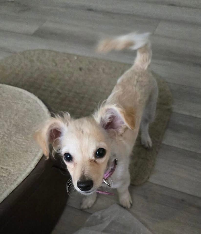 Enlarge Kalani, a Adopted Terrier in San Bernardino, CA image 2/3
