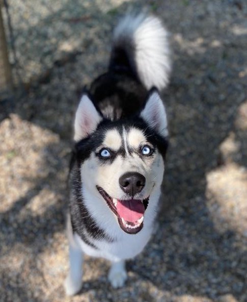 Sage, Adoptable, Adult Female Siberian Husky.
